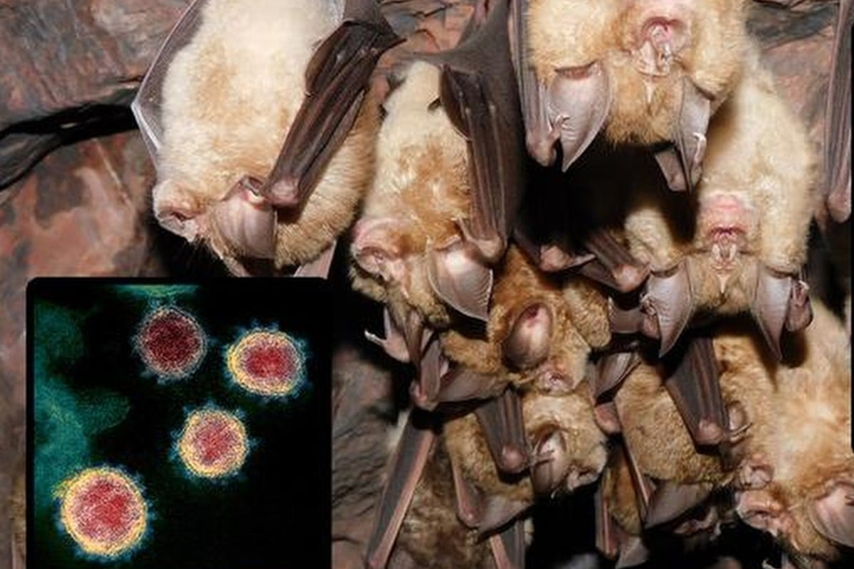 Nghiên cứu quốc tế mới đào sâu nguồn gốc COVID-19- Ảnh 1.