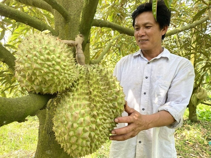 Kiểm soát chặt sầu riêng từ vườn đến xuất khẩu, xử lý hình sự nếu vi phạm nặng- Ảnh 2.