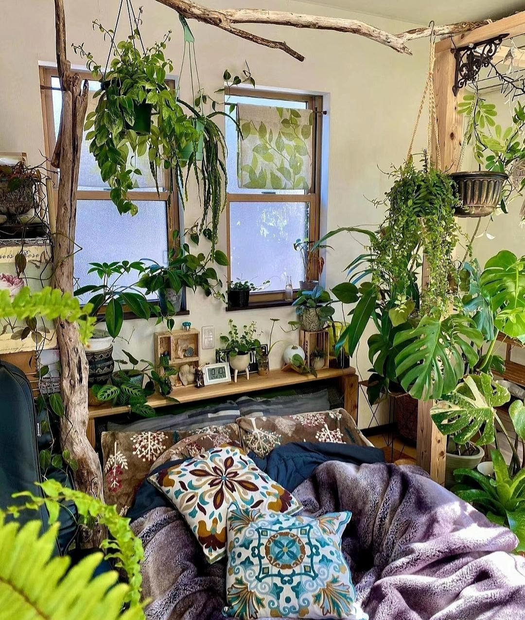 5 sai lầm khi trồng cây trong nhà khiến tiền bạc thất thoát mà gia chủ không hề hay biết- Ảnh 2.