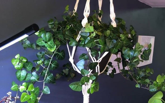 5 sai lầm khi trồng cây trong nhà khiến tiền bạc thất thoát mà gia chủ không hề hay biết- Ảnh 4.