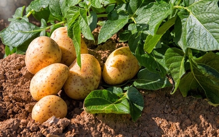 11 thực phẩm tưởng tốt nhưng người bệnh thận cần tránh xa- Ảnh 1.