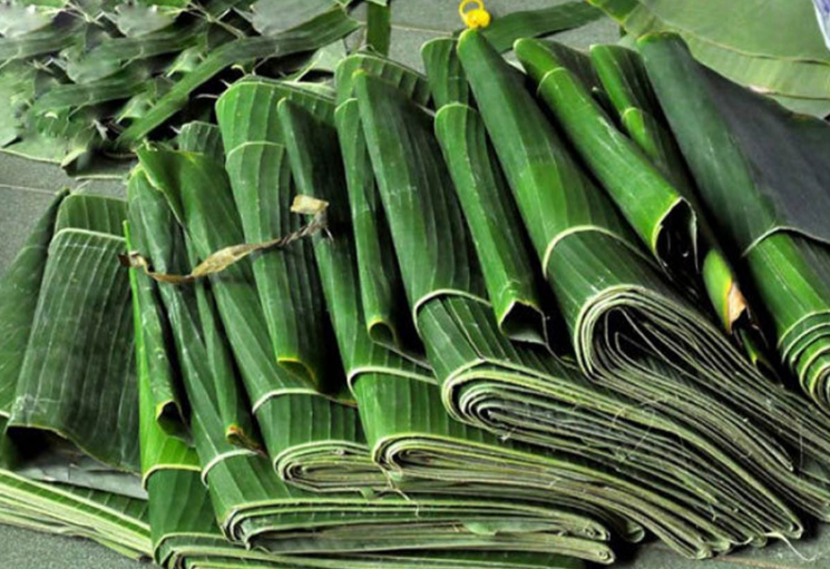 Loại lá bị bỏ đi là “vàng xanh” từng giúp Việt Nam thu về hơn 30 tỷ đồng/năm nhờ xuất khẩu: Giá cao ngất ở Nhật và Hàn, là “thuốc” kích thích mọc tóc rất tốt- Ảnh 2.