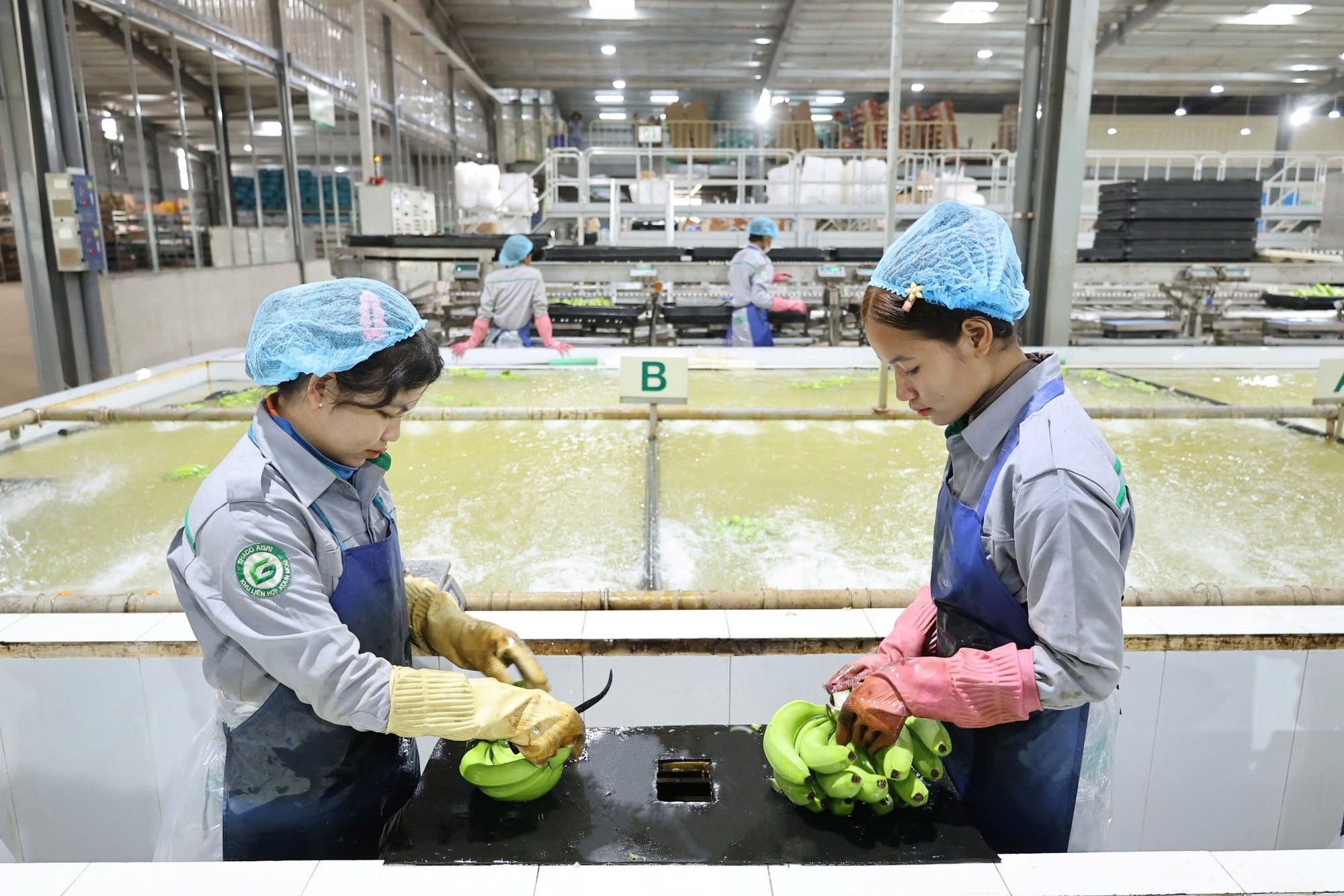 Thaco Agri của ông Trần Bá Dương đưa thêm xưởng đóng gói chuối vào vận hành, tăng công suất thêm 200 tấn xuất khẩu/ngày- Ảnh 3. Thaco Agri của ông Trần Bá Dương đưa thêm xưởng đóng gói chuối vào vận hành, tăng công suất thêm 200 tấn xuất khẩu/ngày- Ảnh 3.