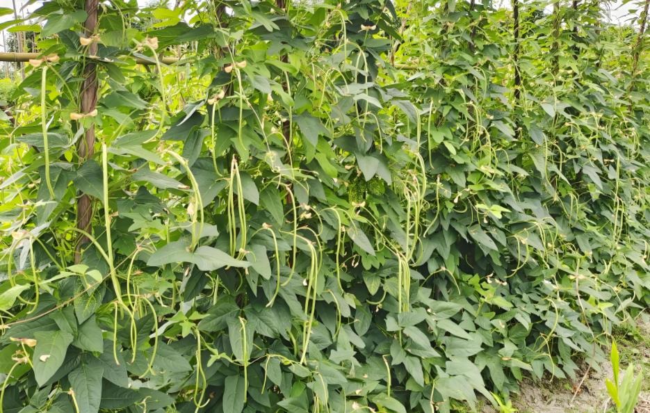 6 loại rau dễ "ngâm tẩm hóa chất": Tự trồng siêu đơn giản, 20 ngày sau thu hoạch ngon lành!- Ảnh 4.