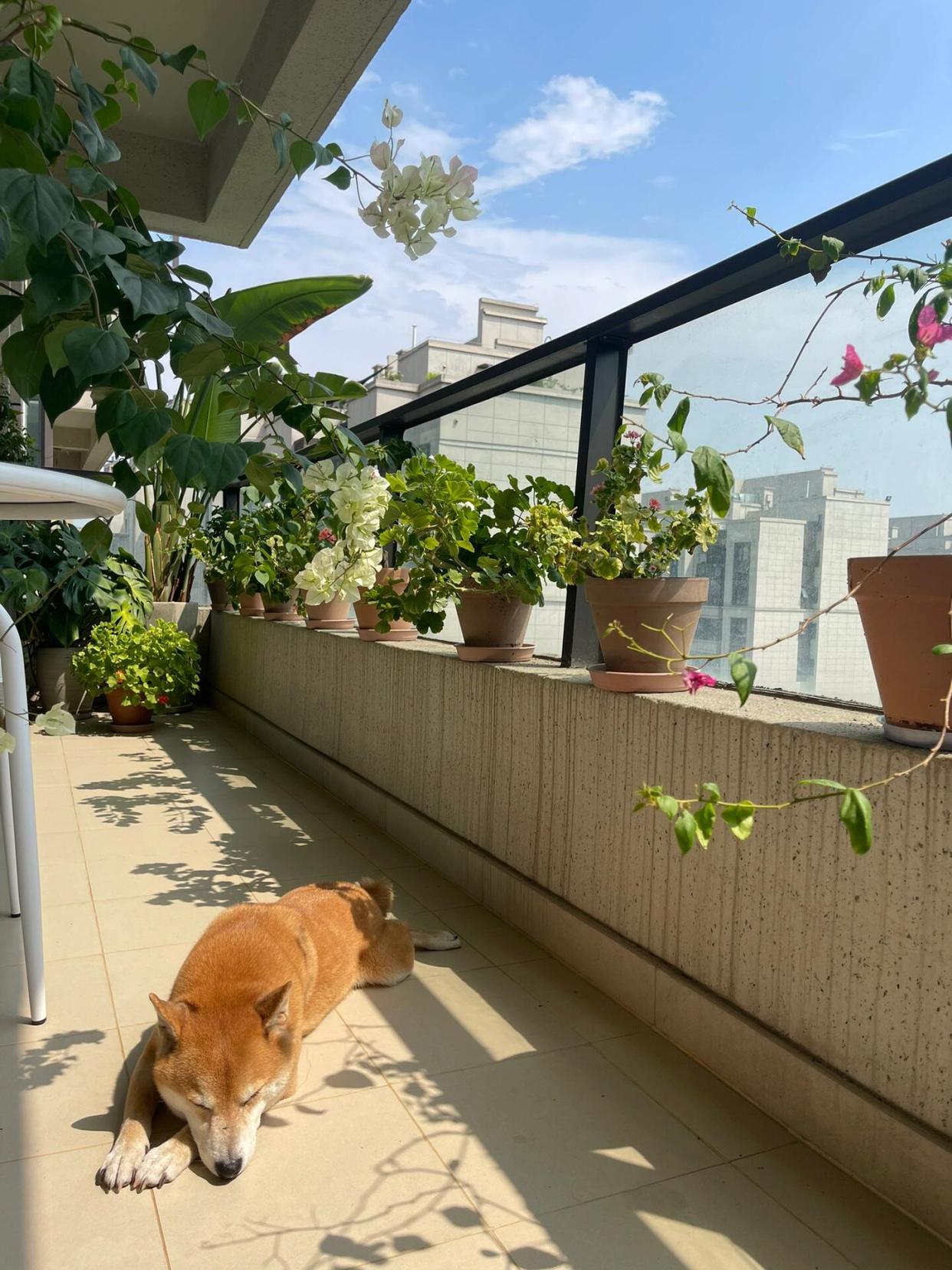 Đặt 4 thứ này ở ban công khác nào "đuổi khéo" Thần Tài, bảo sao làm mãi chẳng giàu lên - Ảnh 3.