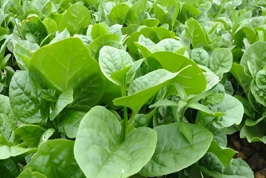 6 loại rau dễ "ngâm tẩm hóa chất": Tự trồng siêu đơn giản, 20 ngày sau thu hoạch ngon lành!- Ảnh 2.