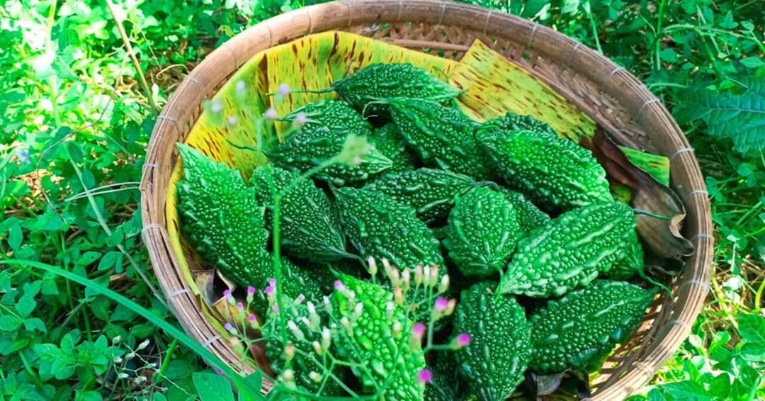 Ăn 1 nắm quả này quý như "nhân sâm của người nghèo", ở quê mọc um tùm- Ảnh 2.