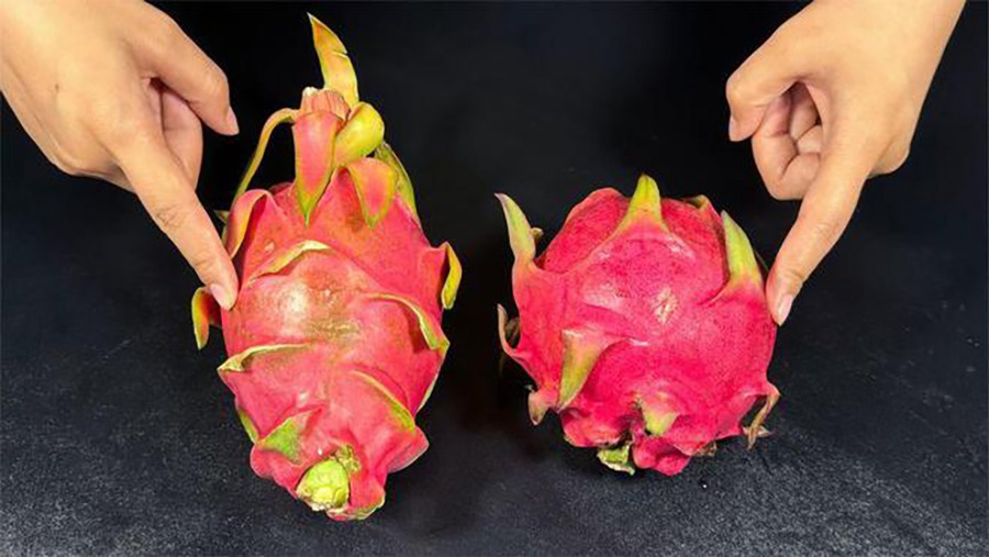 Chủ vườn thanh long tiết lộ: Muốn mua quả ngọt đậm, dày cùi chỉ cần liếc mắt nhìn 4 điểm- Ảnh 1.