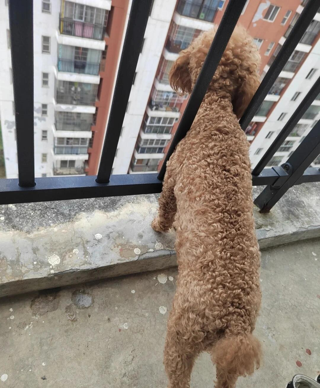 Đặt 4 thứ này ở ban công khác nào "đuổi khéo" Thần Tài, bảo sao làm mãi chẳng giàu lên - Ảnh 4.