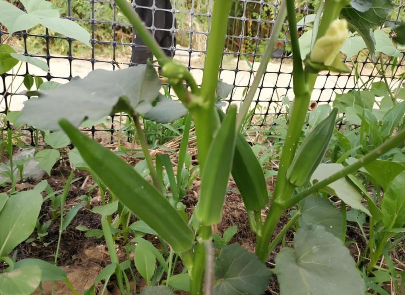 6 loại rau dễ "ngâm tẩm hóa chất": Tự trồng siêu đơn giản, 20 ngày sau thu hoạch ngon lành!- Ảnh 3.