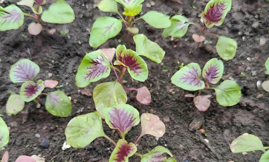 6 loại rau dễ "ngâm tẩm hóa chất": Tự trồng siêu đơn giản, 20 ngày sau thu hoạch ngon lành!- Ảnh 1.