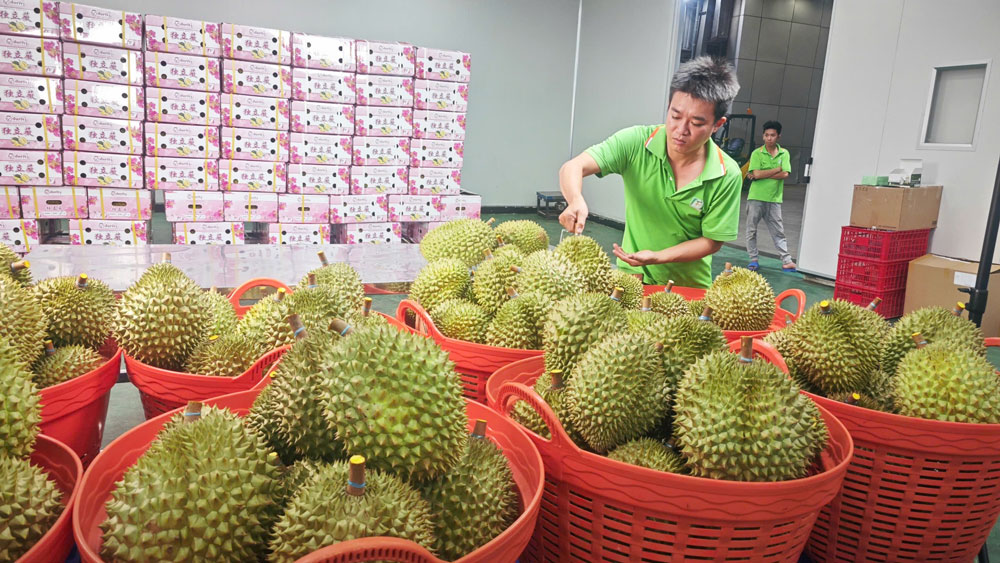 Lo xuất khẩu sầu riêng... hết thời- Ảnh 1.