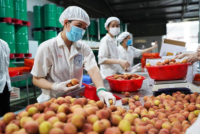 Một đặc sản của Việt Nam tự tin "tốt nhất từ trước đến nay", rộng đường "bay" khắp toàn cầu- Ảnh 4.