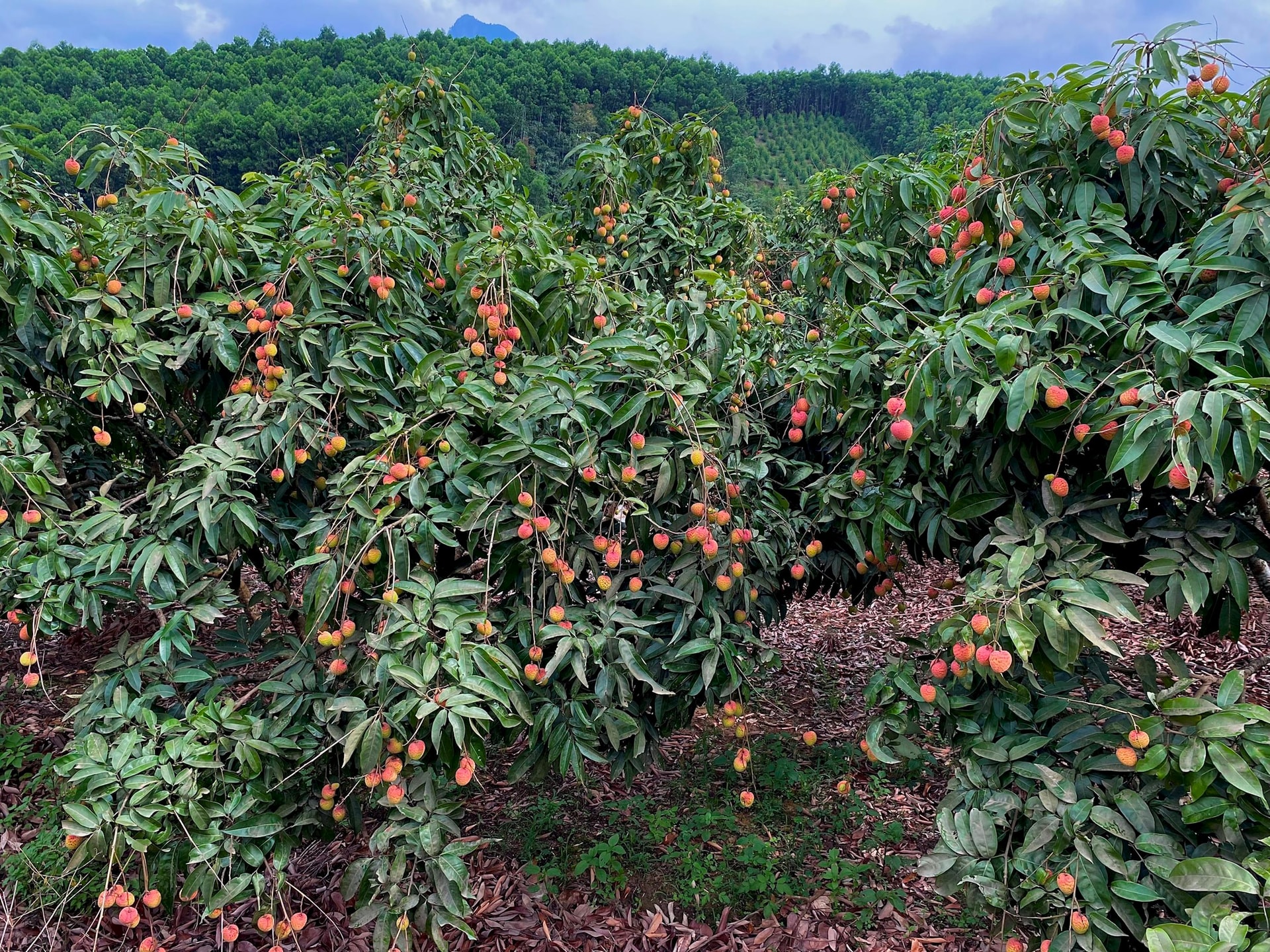 Một đặc sản của Việt Nam tự tin "tốt nhất từ trước đến nay", rộng đường "bay" khắp toàn cầu- Ảnh 1.