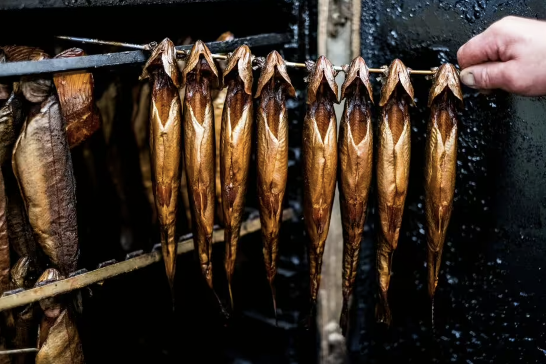 Ngừng ăn ngay 2 loại cá này để bảo vệ huyết áp: Mạch máu sẽ biết ơn!- Ảnh 1.