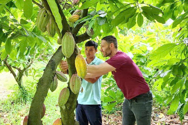 Ca cao khan hiếm giữa ‘cơn sốt’ giá kỷ lục- Ảnh 1.