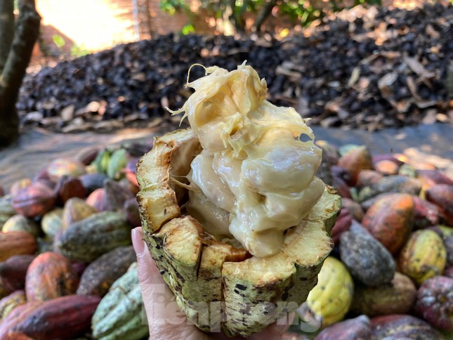 Ca cao khan hiếm giữa ‘cơn sốt’ giá kỷ lục- Ảnh 3.