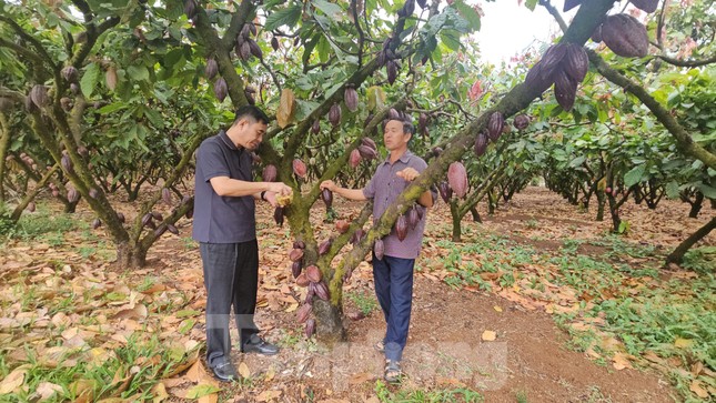 Ca cao khan hiếm giữa ‘cơn sốt’ giá kỷ lục- Ảnh 4.