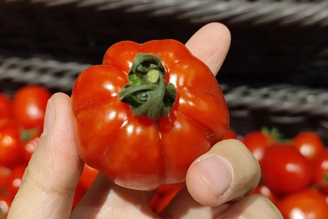 4 loại cà chua độc hại: Loại dễ gây ung thư, loại "tra tấn" dạ dày, chợ bán rẻ mấy cũng quay xe - Ảnh 2.