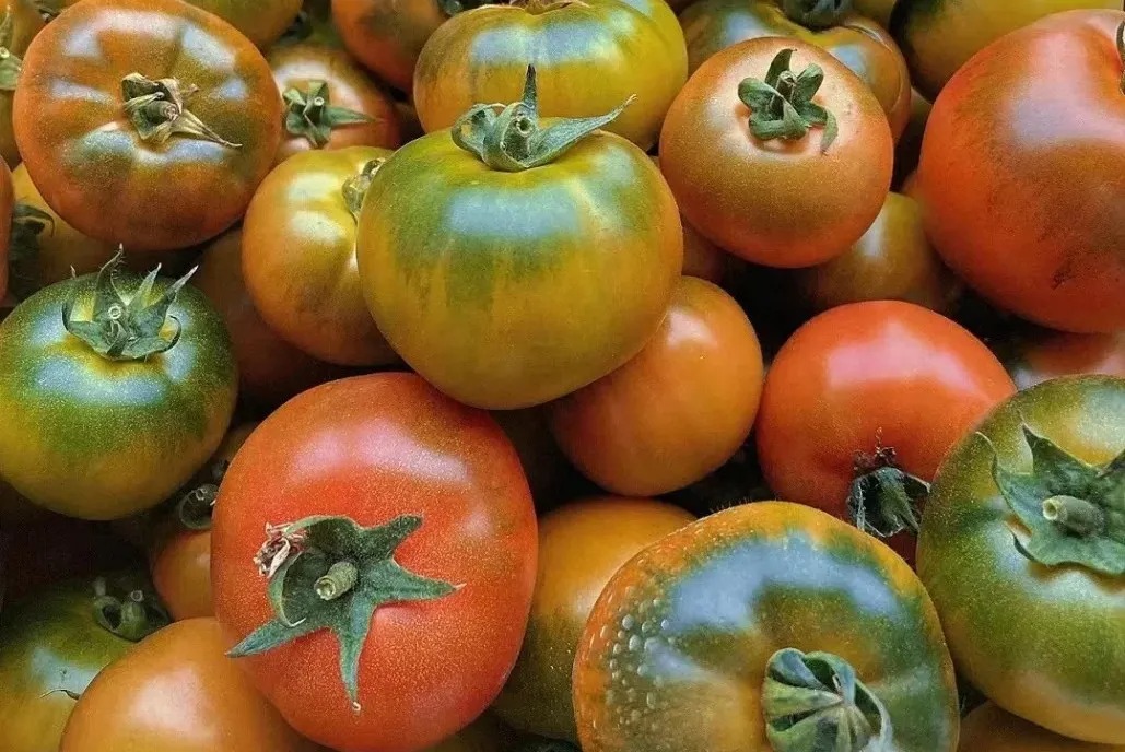 4 loại cà chua độc hại: Loại dễ gây ung thư, loại "tra tấn" dạ dày, chợ bán rẻ mấy cũng quay xe - Ảnh 1.