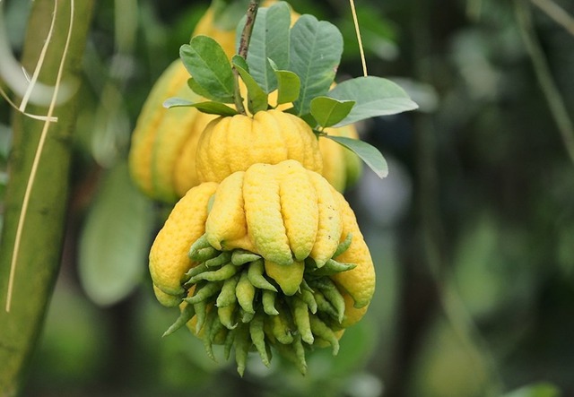 5 loại cây trồng trong sân nhà như 5 loại cây trồng trong sân nhà như