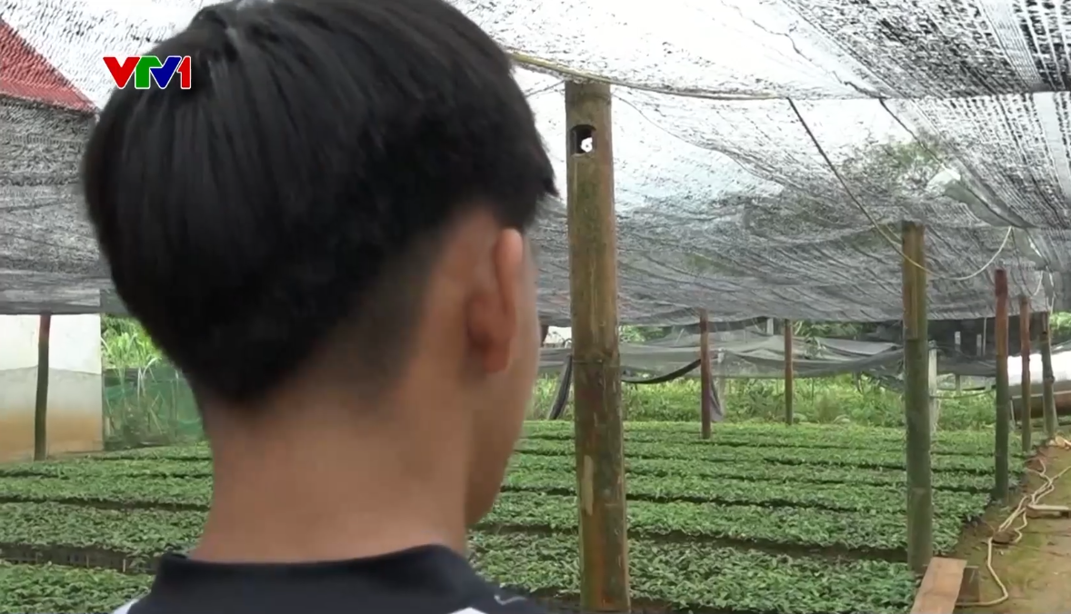 Nhiều học sinh vùng cao bỏ học, “sập bẫy” việc nhẹ, lương cao - Ảnh 1.