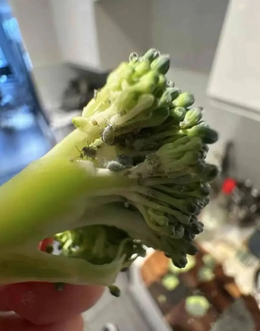 5 thứ càng rửa càng bẩn, dẫn lối vi khuẩn ngấm vào sâu hơn- Ảnh 6.