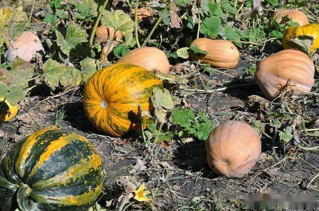 4 loại quả "không thuốc trừ sâu" lại bổ như sâm, chợ Việt nào cũng có- Ảnh 3.