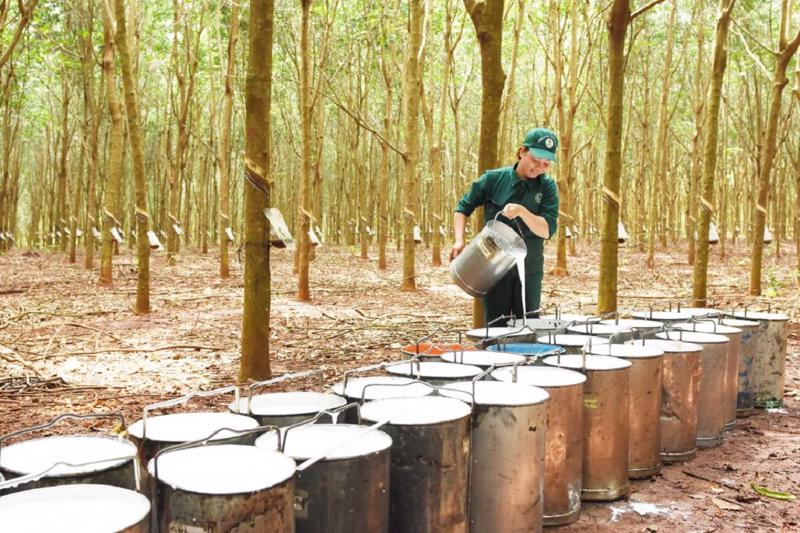 Trung Quốc mua hàng triệu tấn 'vàng trắng' để theo đuổi giấc mơ xe điện, nhưng lại giảm nhập từ Việt Nam- Ảnh 1. Trung Quốc mua hàng triệu tấn 'vàng trắng' để theo đuổi giấc mơ xe điện, nhưng lại giảm nhập từ Việt Nam- Ảnh 1.