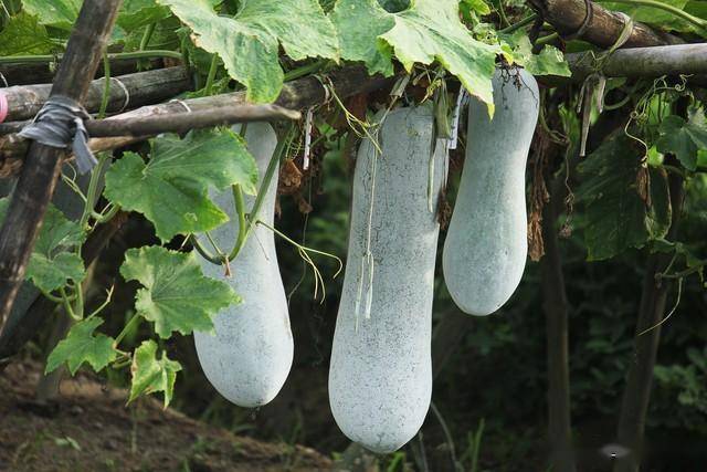 4 loại quả "không thuốc trừ sâu" lại bổ như sâm, chợ Việt nào cũng có- Ảnh 2.