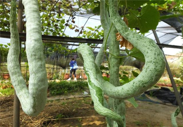 4 loại quả "không thuốc trừ sâu" lại bổ như sâm, chợ Việt nào cũng có- Ảnh 4.