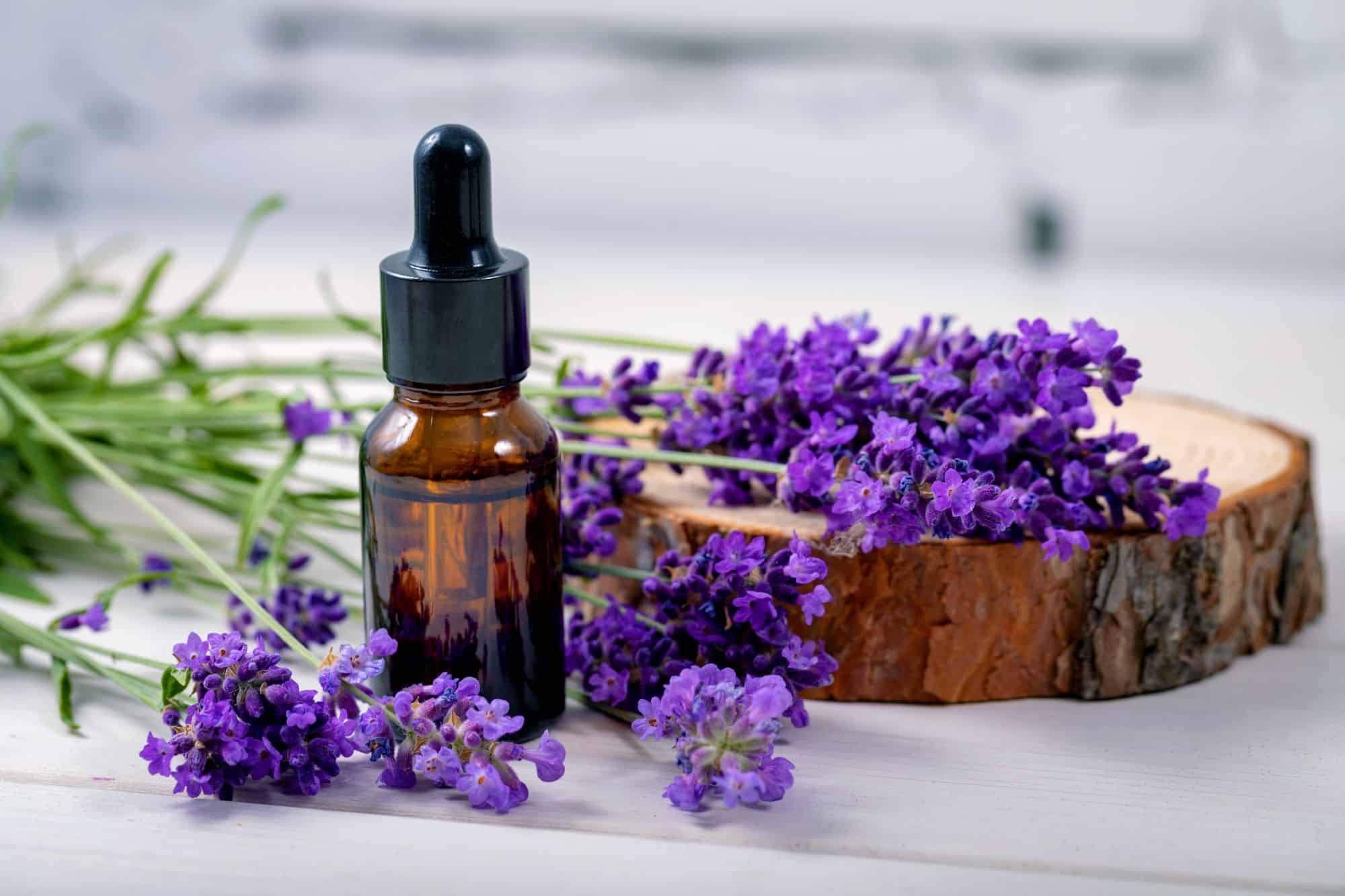 Việt Nam có loại hoa ‘chảy’ ra dầu dưỡng tóc, kích thích mọc tóc: Dùng đúng thành ‘thảo dược vạn năng’- Ảnh 3.