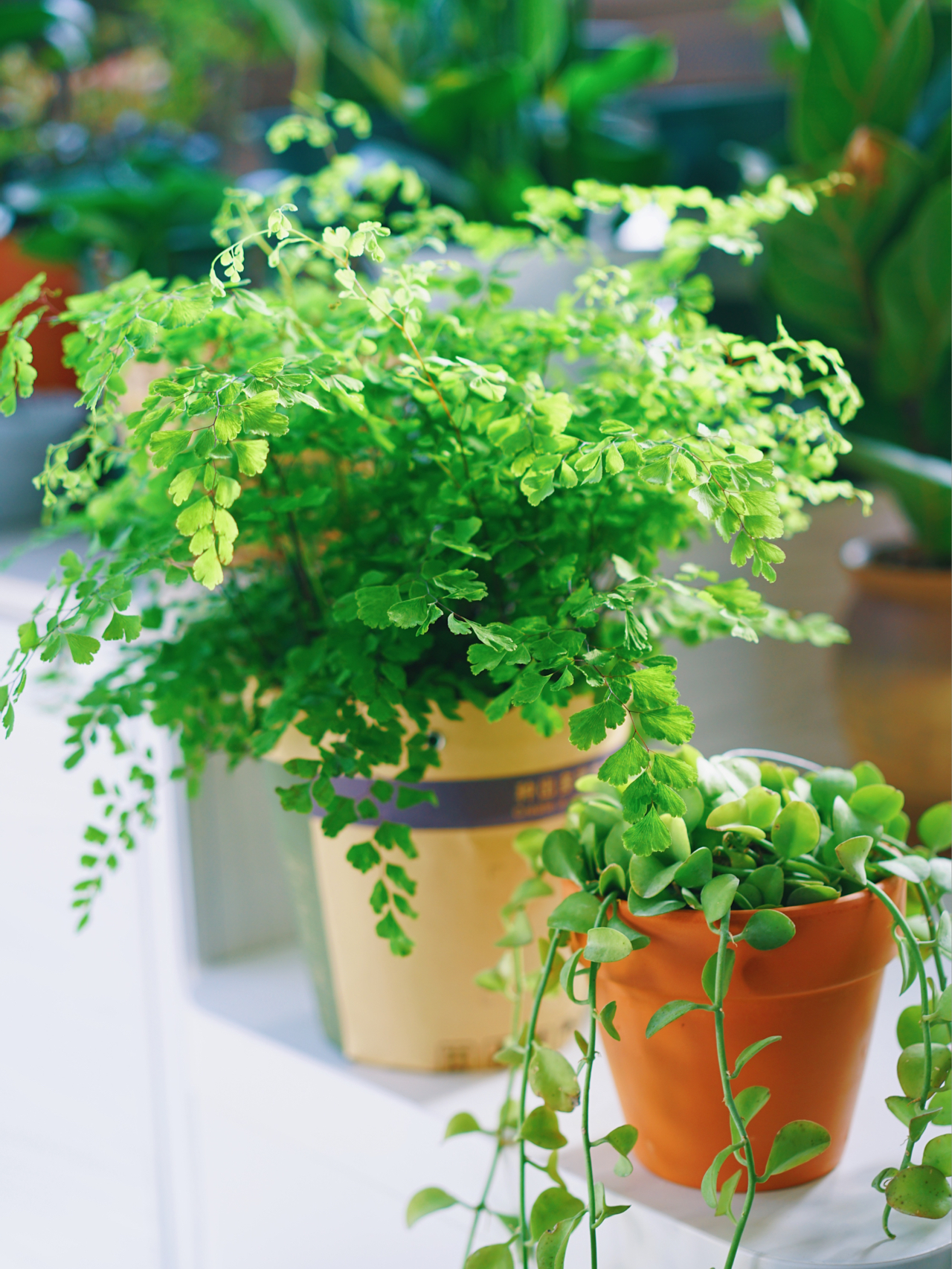 Từ ban công lụp xụp 3m² đến khu vườn xanh mát mắt: Biến hóa tuyệt vời khiến ai cũng ngỡ ngàng và ao ước- Ảnh 12. Từ ban công lụp xụp 3m² đến khu vườn xanh mát mắt: Biến hóa tuyệt vời khiến ai cũng ngỡ ngàng và ao ước- Ảnh 12.