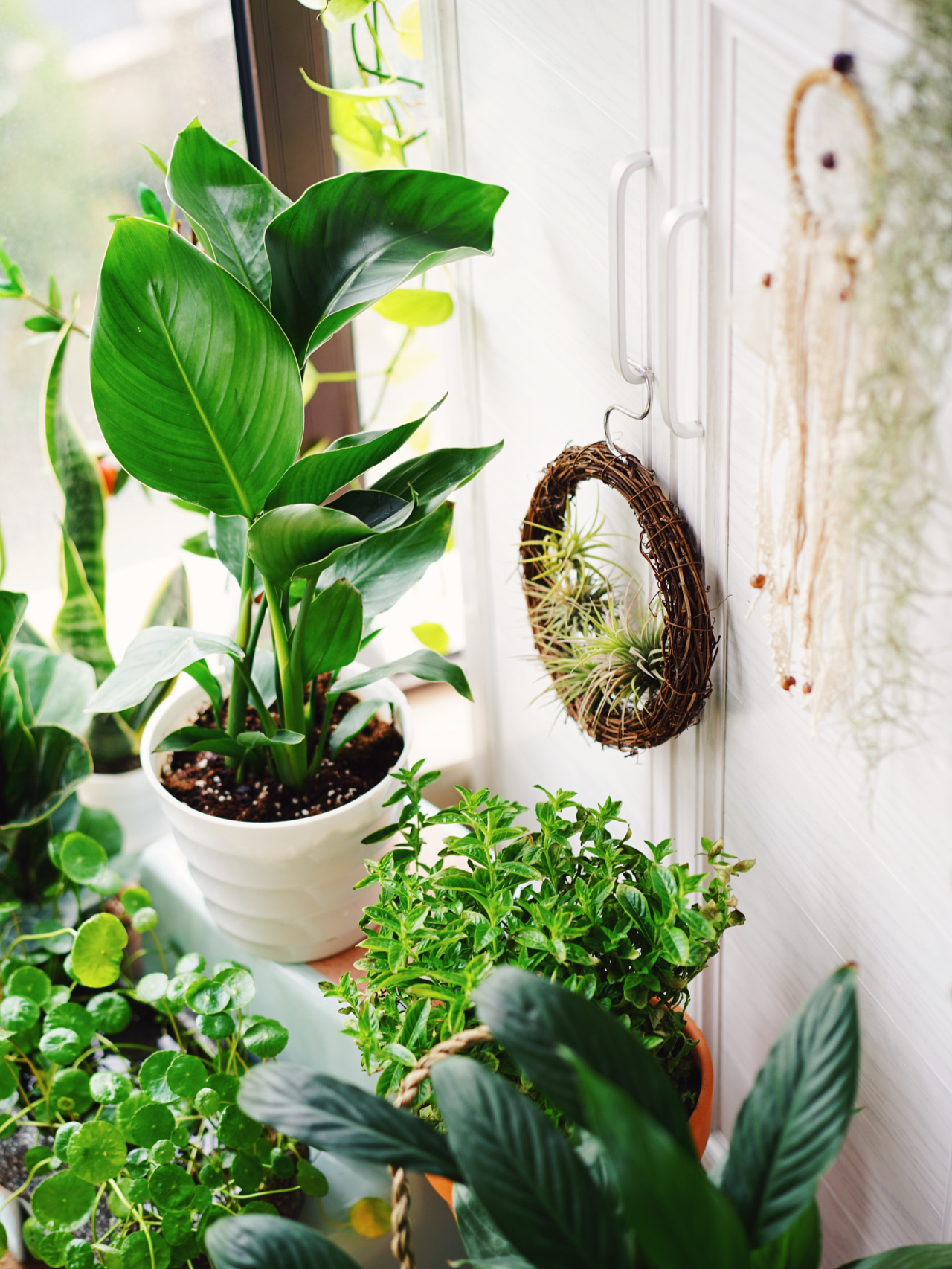 Từ ban công lụp xụp 3m² đến khu vườn xanh mát mắt: Biến hóa tuyệt vời khiến ai cũng ngỡ ngàng và ao ước- Ảnh 8. Từ ban công lụp xụp 3m² đến khu vườn xanh mát mắt: Biến hóa tuyệt vời khiến ai cũng ngỡ ngàng và ao ước- Ảnh 8.