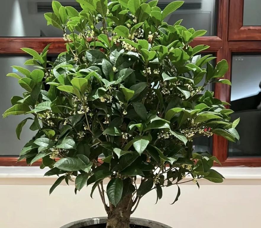 "Muốn giàu nuôi cá, muốn khá trồng cây" - 3 cây này đứng trong sân như nam châm hút tiền, tà khí chạy mất dép!- Ảnh 3.