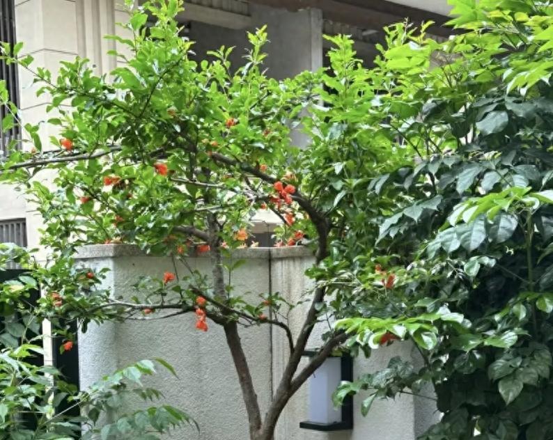 "Muốn giàu nuôi cá, muốn khá trồng cây" - 3 cây này đứng trong sân như nam châm hút tiền, tà khí chạy mất dép!- Ảnh 1.