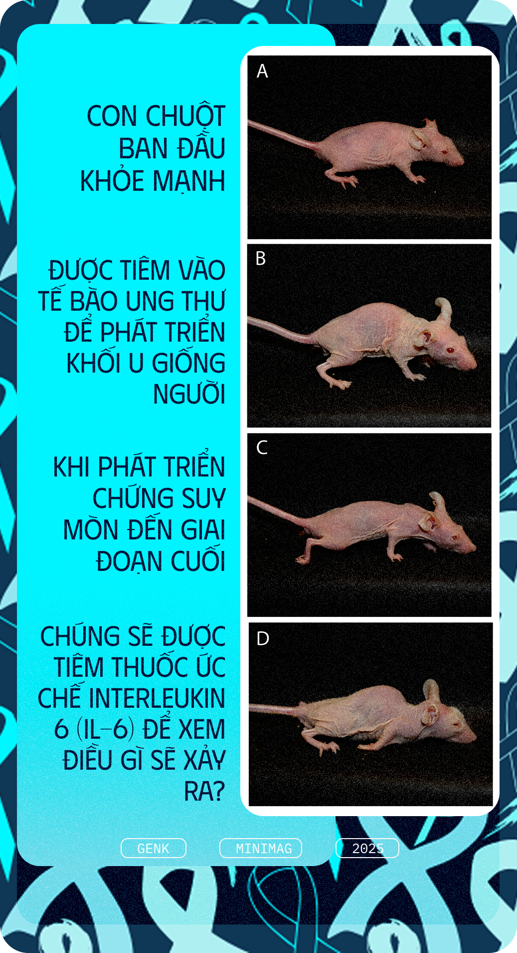 Các nhà khoa học tiêm thuốc chữa xương khớp cho chuột mắc ung thư giai đoạn cuối, chúng không khỏi ung thư, nhưng một điều kỳ diệu đã xảy ra- Ảnh 7.