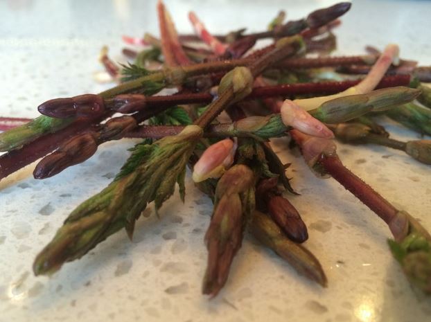 Loại rau dại từng bị nhổ bỏ nay hoá đặc sản đắt đỏ bậc nhất thế giới, 38 triệu đồng/kg- Ảnh 1.