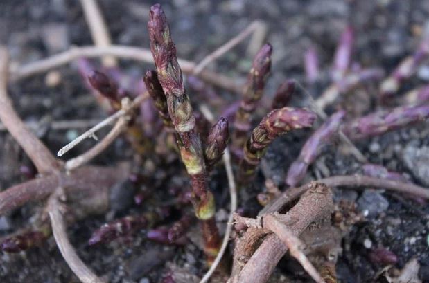 Loại rau dại từng bị nhổ bỏ nay hoá đặc sản đắt đỏ bậc nhất thế giới, 38 triệu đồng/kg- Ảnh 2.