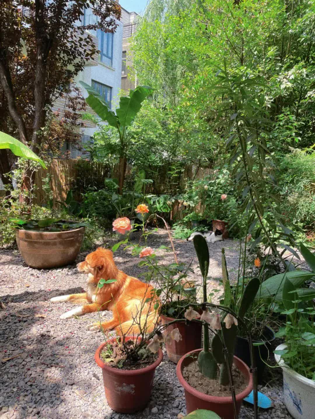 "Cuốc đất 5 phút thở không ra hơi, cày ruộng nửa ngày phải đi truyền nước": Ở phố mất job - ở quê mất sức- Ảnh 7.