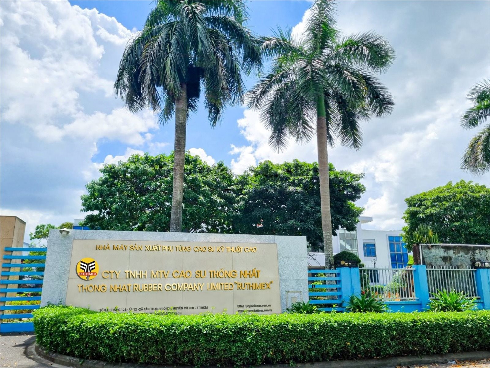 Một công ty cao su báo lãi quý I/2025 tăng 95% nhờ bán chuối- Ảnh 1.