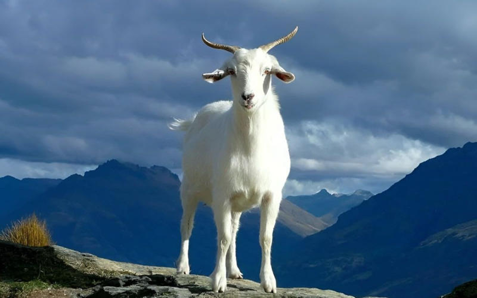 Nửa sau tháng 4 Âm lịch, 4 con giáp bước vào thời kỳ may mắn vượt bậc, công việc thuận lợi, giàu lên bất ngờ- Ảnh 3.