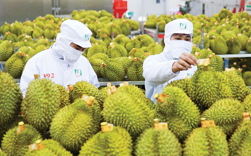 Trung Quốc giảm nhập khẩu sầu riêng 30% - Ảnh 1.