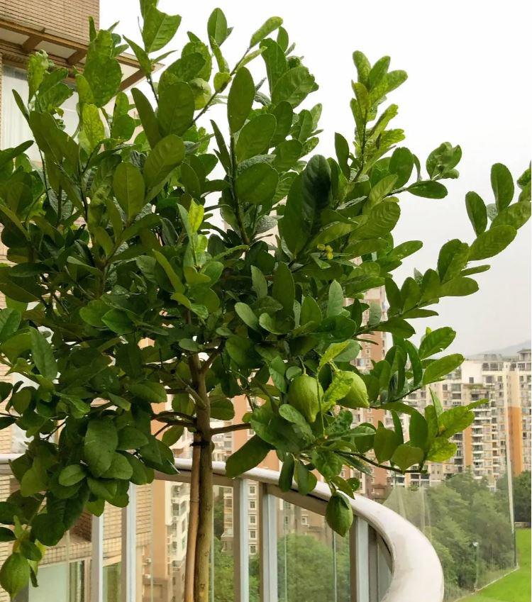 Ngoài ăn quả, loại cây này còn có lá được ví như "thần dược chữa bệnh", trồng dễ như trở bàn tày! - Ảnh 11. Ngoài ăn quả, loại cây này còn có lá được ví như "thần dược chữa bệnh", trồng dễ như trở bàn tày! - Ảnh 11.
