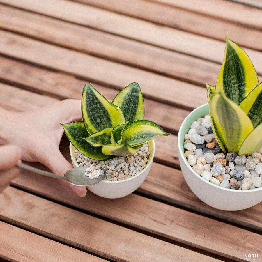 5 cây xanh "nhìn là biết có lộc", cứ đặt ở ban công là vận may ùn ùn kéo đến - Ảnh 3.