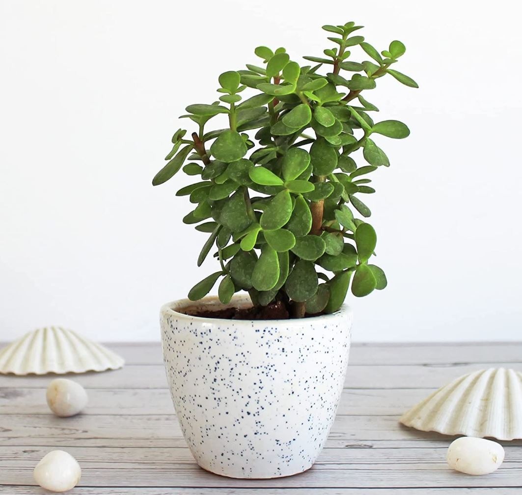 5 cây xanh "nhìn là biết có lộc", cứ đặt ở ban công là vận may ùn ùn kéo đến - Ảnh 4.