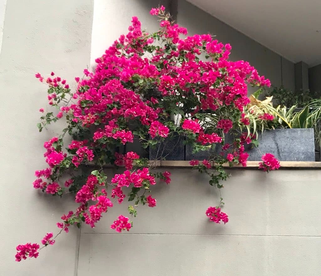 5 cây xanh "nhìn là biết có lộc", cứ đặt ở ban công là vận may ùn ùn kéo đến - Ảnh 5.