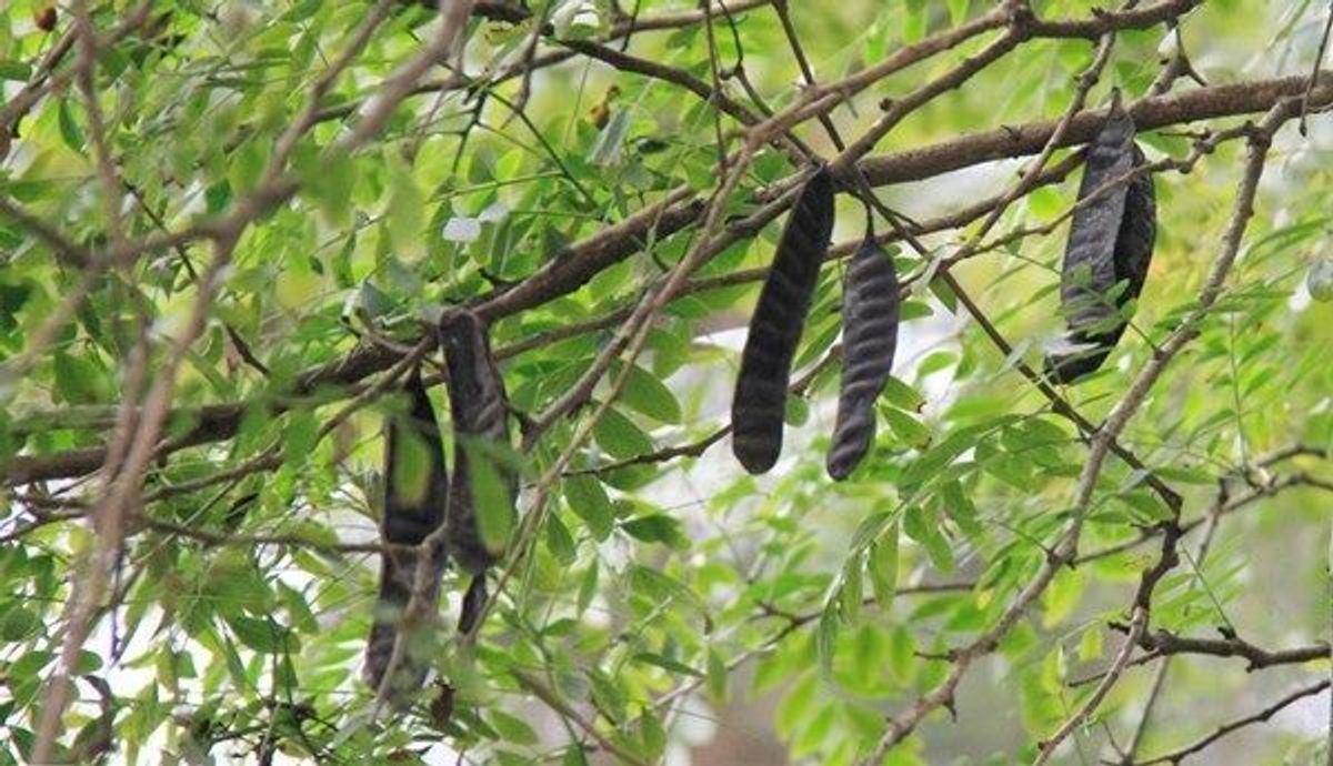 1 loại quả mọc dại ở Việt Nam có giá hơn 2 triệu đồng/kg ở Trung Quốc: Hóa ra là "kho" dược liệu quý- Ảnh 1.