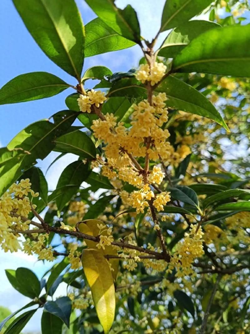 5 cây xanh giới nhà giàu "quý hơn vàng", gia đình phú quý càng thêm thịnh vượng - Ảnh 1.