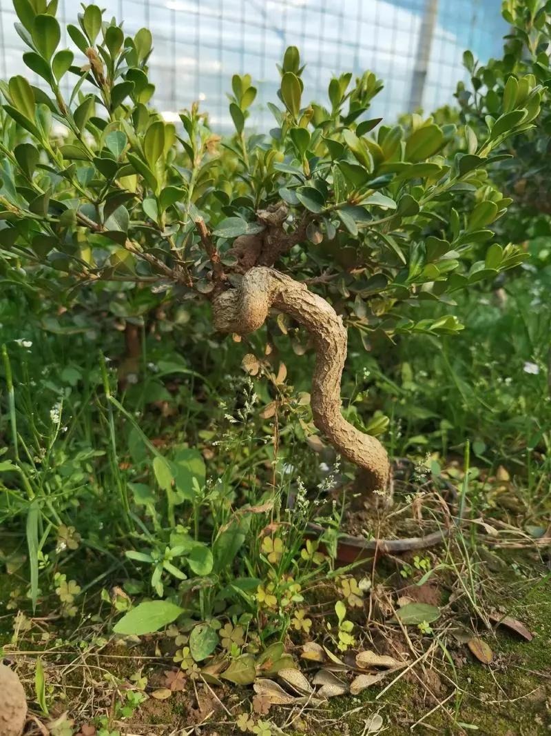 5 cây xanh giới nhà giàu "quý hơn vàng", gia đình phú quý càng thêm thịnh vượng - Ảnh 5.